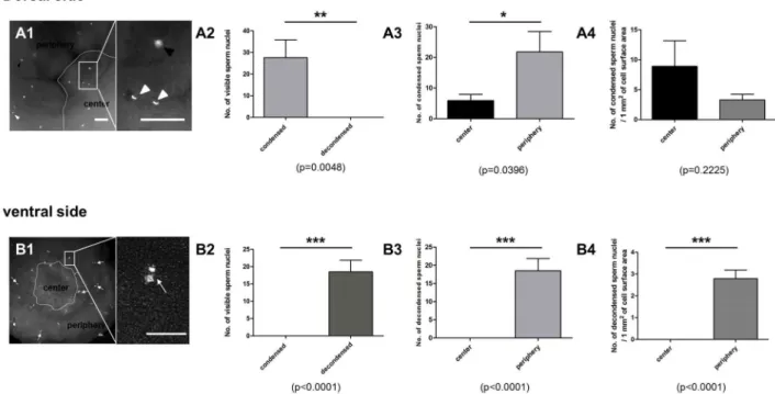 Figure 9.  Spatial distribution of supernumerary sperm nuclei on the dorsal side (A) and the ventral side (B) of EG&amp;K stage I-II  embryos