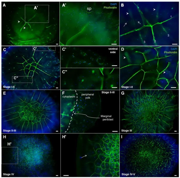 Figure 6.  Cleavage pattern in EG&amp;K stage I-V embryos, detected by phalloidin staining