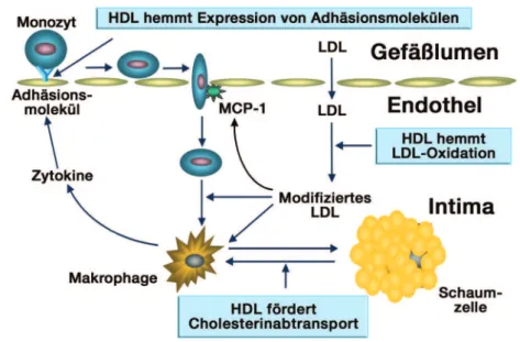 Abbildung 1: Atherosklerosehemmung durch HDLs