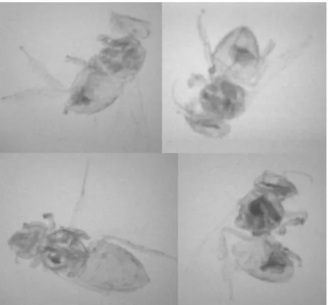 Figure 5 provides a computer tomographic transverse section view taken at the point of the wing attachment in each bee, and a longitudinal section view taken along the mid-plane of each bee.