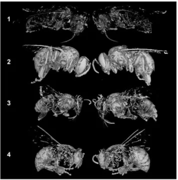 Figure 3. Micro-CT volumetric integration: left and right profile views.