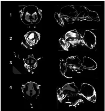 Figure 5. Micro-CT transverse section at wings, longitudinal section at mid-plane.