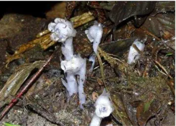 Figure 1. Occurrence records utilized for modelling potential distribution of Monotropa uniflora