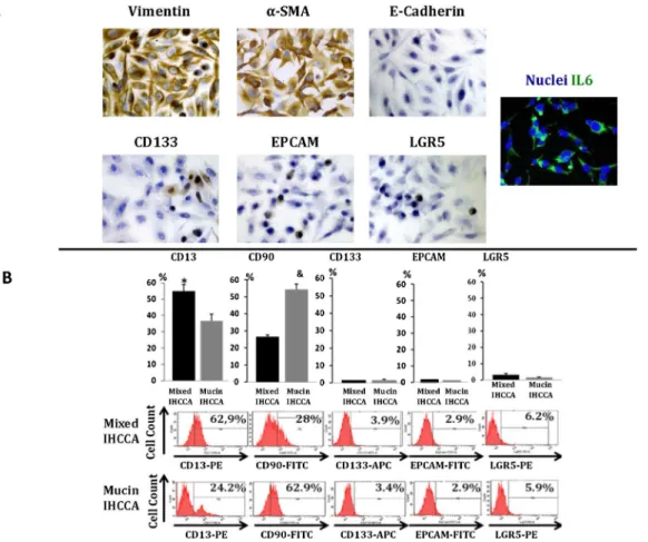 Fig 1. Characterization of mixed- and mucin-IHCCA primary cultures. (A) Immunohistochemical and immunofluorescence analyses of mixed- and mucin-IHCCA primary cultures for Vimentin, α-SMA, E-Cadherin and the “ epithelial ” cancer stem cell markers CD133+, E