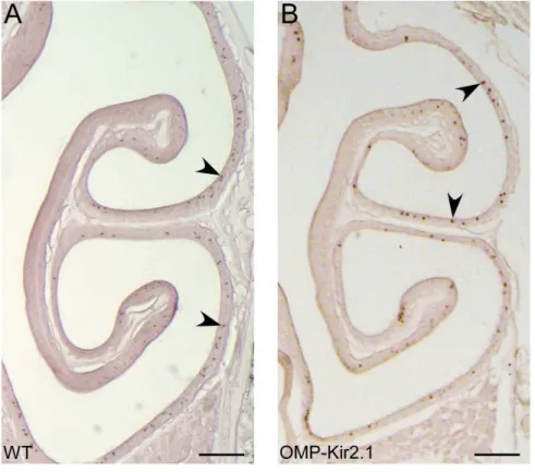 Table 3. The cell density for most OR types decreases in OMP-Kir2.1 mice.