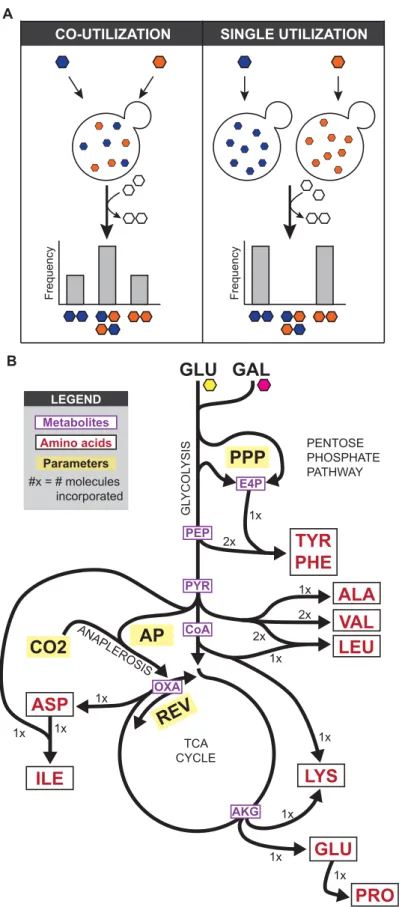 Fig 1. Metabolic variance can be inferred from macromolecule composition. (A) In any system in which a cell can uptake two different metabolites (blue and orange hexagons) and use them interchangeably to build a macromolecule, composition of the macromolec