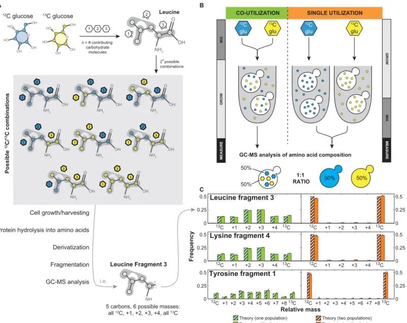 Fig 2. Amino acid composition reflects sugar utilization. (A) Differentially labeled 12 C and 13 C glucose are incorporated into amino acids; for example, leucine contains contributions from three different carbohydrate molecules, creating 2 3 , or 8, poss