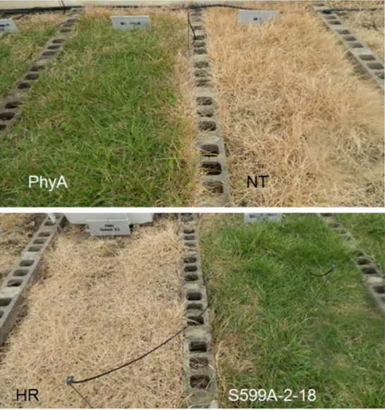 Fig 6. Phenotypic differences between non-transgenic (NT) and transgenic plants expressing wild- wild-type oat PhyA (PhyA) in the above panel and control plants carrying only vector with a BAR gene for herbicide resistance (HR) and transgenic plants expres