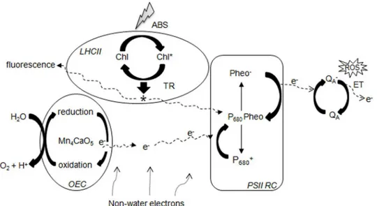 Fig 7 illustrates the possible mechanism of cold stress-induced damage and potential sites of stress damage in zoysiagrass plants