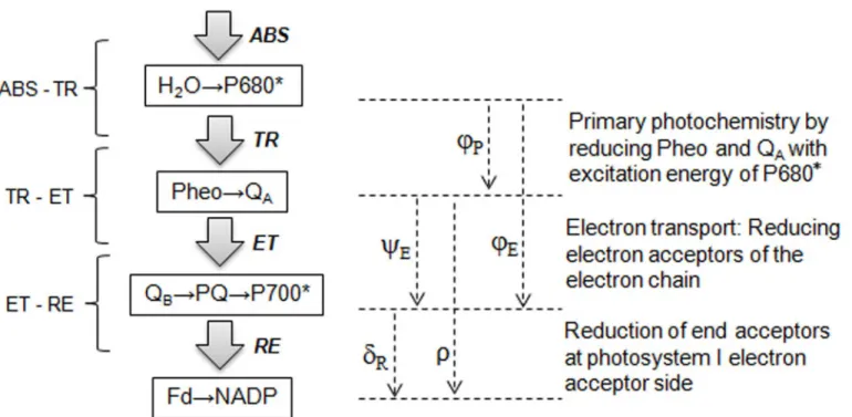 Fig 1. Schematic representation of the JIP-test expressed in terms of sequential energy fluxes from absorbance (ABS) of photons by PSII antenna, intermediate trapping flux (TR), electron transport (ET) and the reduction of the end-electron acceptors at the