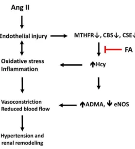 Figure 10. Schematic presentation and possible mechanism of HHcy contribution to hypertension and renal remodeling in Ang II induced hypertension.