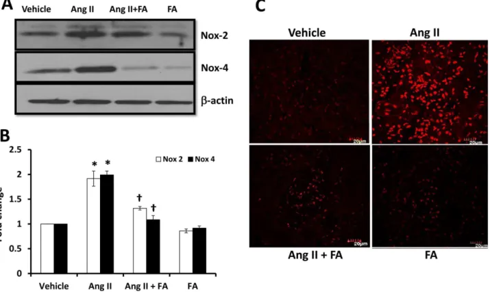 Figure 4. FA treatment reduces ROS production in Ang II hypertension by decreasing Nox-2 and Nox-4 isoforms