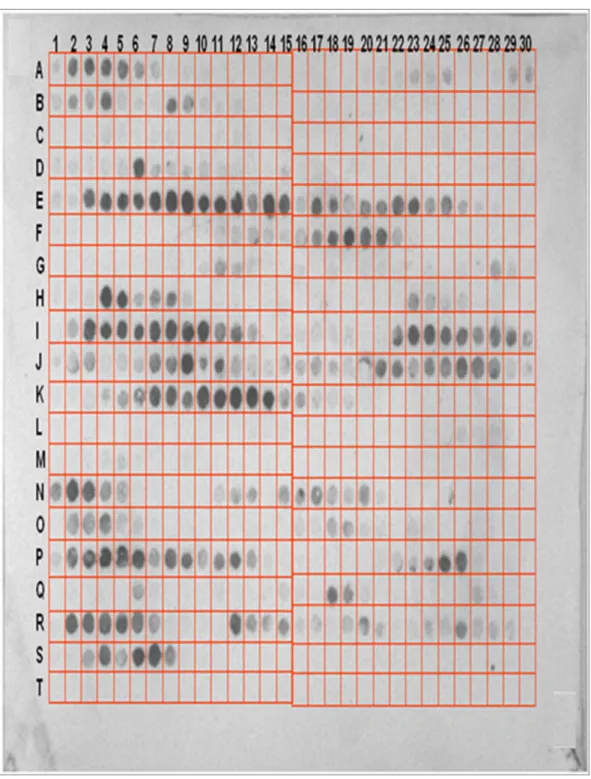 Figure 3. Screening of peptides of HCK binding to scFv-A4 by the peptide array membrane method