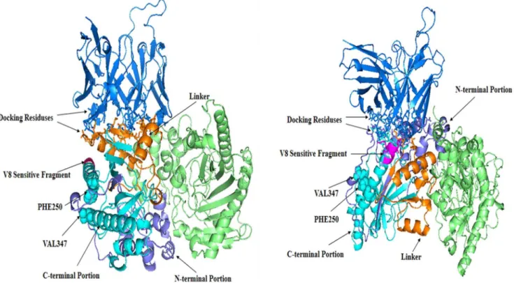 Figure 5. The scFv-A4-HCK complexes. Model I is shown at left. Model II is shown at right.ScFv-A4 is colored in marine