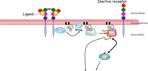 Figure 1. Schematic representation of the PI3K/mTOR pathway.