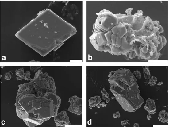 Fig. 5. SEM images from carbonate crystals: (a) authigenic calcite crystals from sediment trap 2d (mooring 2, at 6.5 m depth; bar length = 5 µm); (b) large idiomorphic calcite crystal clusters from trap 1b (mooring 1, at 5.6 m depth)