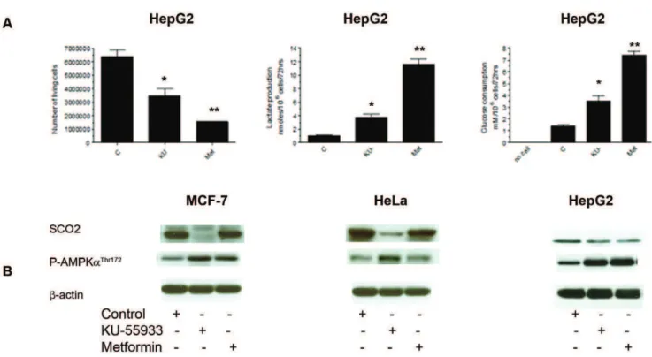 Figure 4. Effects of KU-55933 and metformin on cell number, lactate production, glucose consumption and SCO2 levels in different cancer cell lines