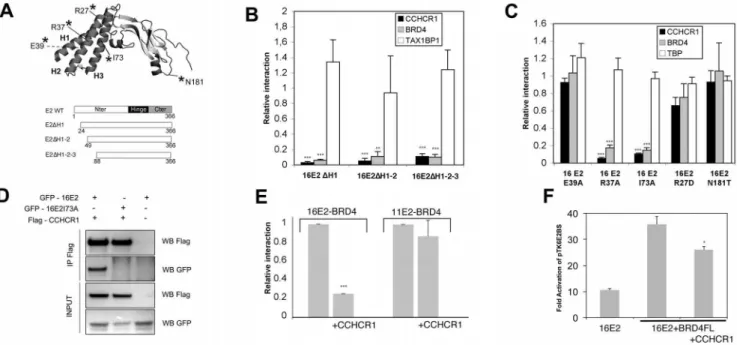 Figure 2. Mapping of the CCHCR1 binding interface on HPV16 E2. (A) top: schematic representation of HPV16 E2 N-terminal domain picturing the position of point mutations used