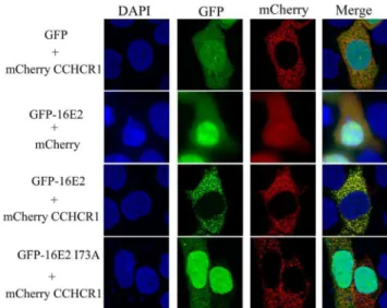 Figure 4. CCHCR1 docks HPV16 E2 into cytoplasmic dot structures. HaCaT cells were co-transfected with the expression plasmids for GFP or the indicated GFP-E2 proteins, and  mCherry-CCHCR1 or mCherry alone