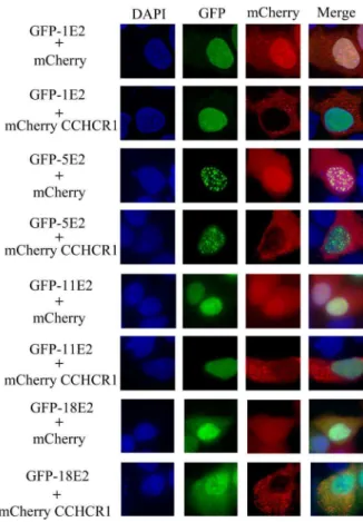 Figure 6. Intermediate pattern of HPV16 E2 distribution in the presence of CCHCR1 and BRD4