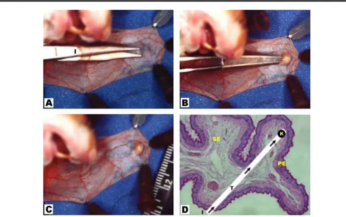FIGURE 4 - Surgical technique of grafting into hamster cheek pouch. A) Rhomboid subepithelial divulsion in tunnel, towards a pouch distal position
