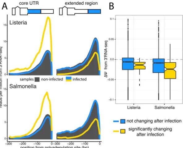 Fig 3. 3’RNA sequencing shows increased usage of upstream polyadenylation sites upon infection