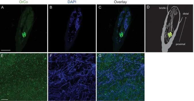 Figure 3. Orco protein expression in antennae and sperm - Immunofluorescence labeling with anti- Drosophila Orco antibody on sectioned specimens