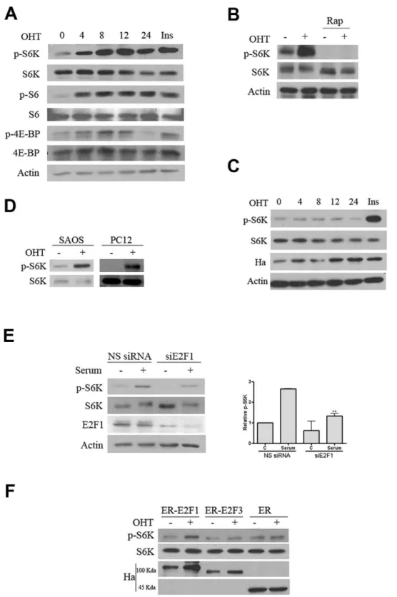 Figure 3. Effect of E2F1 on mTOR activity. Expression of the indicated proteins was determined by Western blot analysis