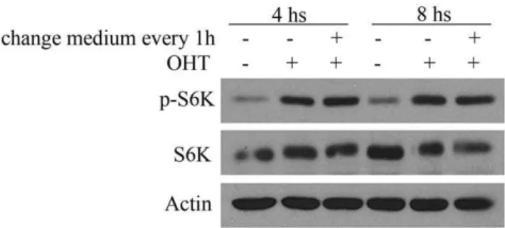 Figure 4. Effect of replacing the medium on S6K phosphory- phosphory-lation by E2F1. Stable transfected ER-E2F1U2OS cells were  serum-starved and treated with OHT (+) or not (2) at the indicated times.