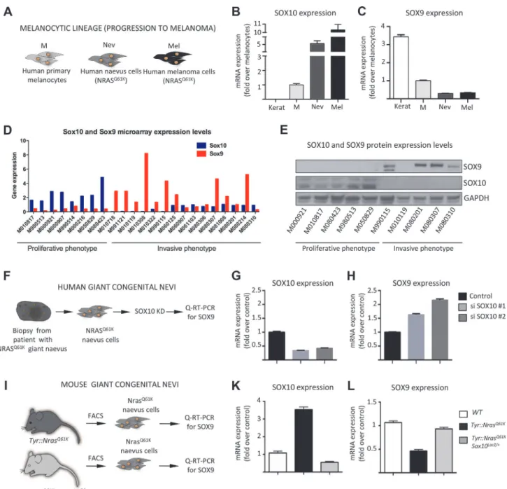 Figure 4. SOX10 knockdown results in elevated SOX9 expression in mouse and human melanocytes