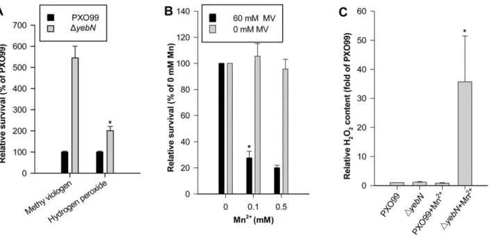 Figure 6. Mutation of yebN alters Xoo viability under oxidative stress. (A) Strains were grown to an OD of 0.1 then treated with either hydrogen peroxide (10 mM) or methyl viologen (60 mM)