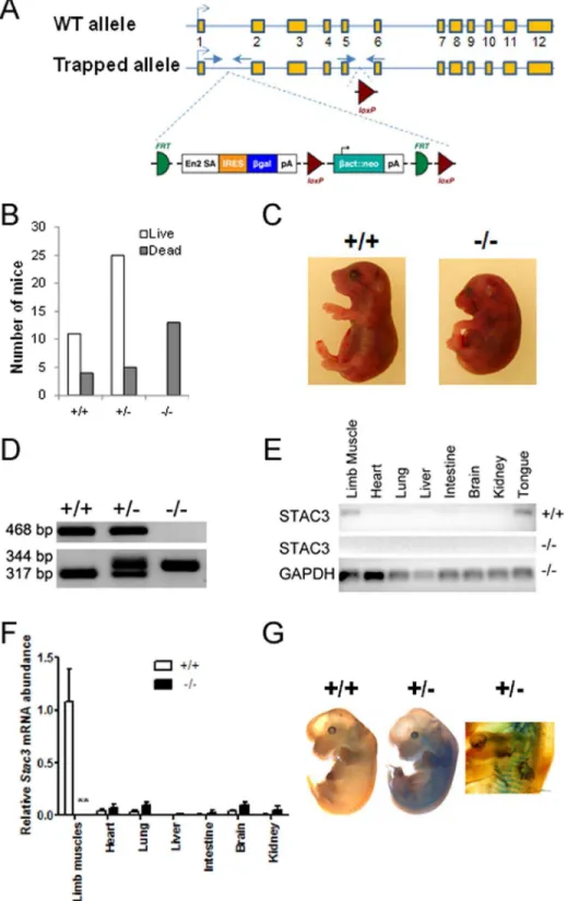 Figure 2. Generation and analyses of Stac3 mutant mice. A, Schematic representation of the targeted Stac3 allele