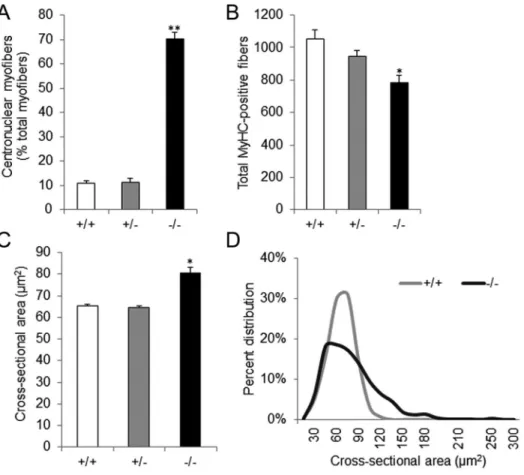 Figure 4. Quantitative analyses of extensor digitorum longus (EDL) muscle in newborn Stac3 2/2 mice and wild-type and heterozygous littermates