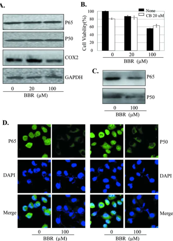 Figure 4.   BBR inhibited NF-κB/COX-2 signaling.  (A) Human A549 cells were treated with BBR at the indicated doses