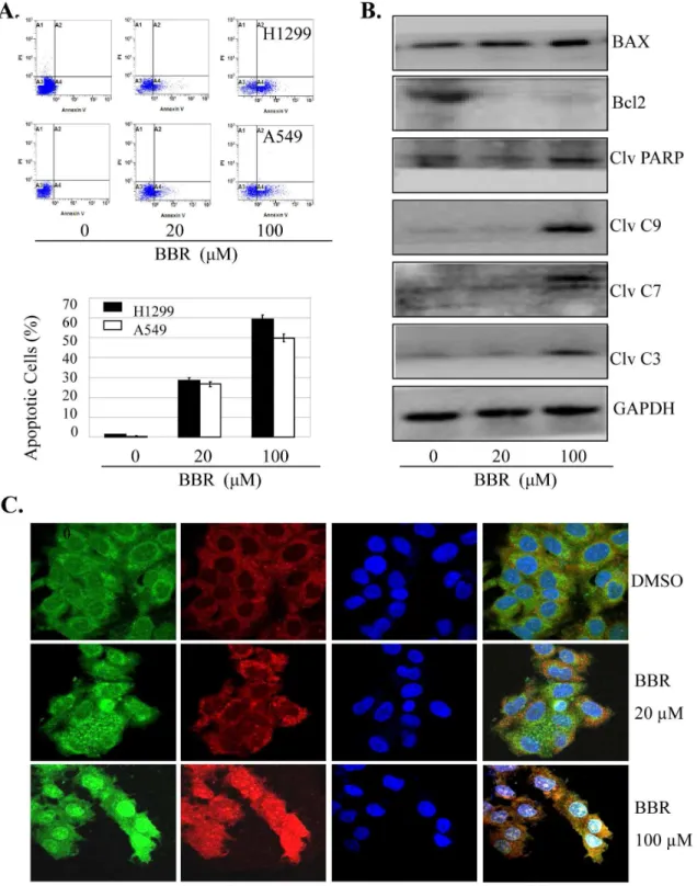 Figure 6.   BBR activated caspase-dependet apoptotic pathway.  A549 and H1β99 cells were treated with BBR (β0 µM or 100 µM)