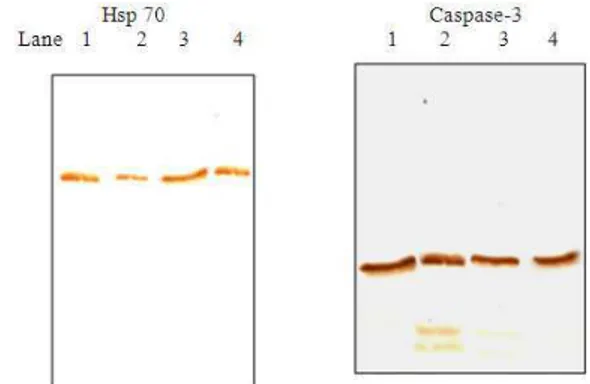 Fig. 1:  Histology  of  wild  and  treated  EPEC  infected  loops.  (a):  Control  loop;  (b):  Wild  EPEC  infected  loop;  (c):  loop  injected  with  drug  alone; (d): Treated EPEC infected loop  