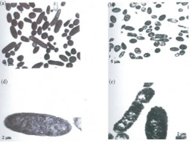 Fig. 9:  β-Lactmase activity of  wild and AEAM treated  EPEC.  (1):  Wild  EPEC;  (2):  AEAM  Treated  EPEC 