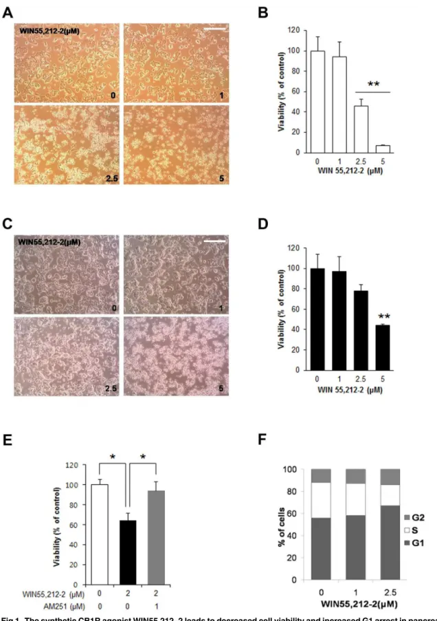 Fig 1. The synthetic CB1R agonist WIN55,212 – 2 leads to decreased cell viability and increased G1 arrest in pancreatic β-cell lines