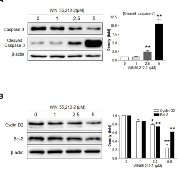 Fig 2. Effects of WIN55,212 – 2 treatment on the expression of Bcl-2 and cyclin D2 in βTC6 cells