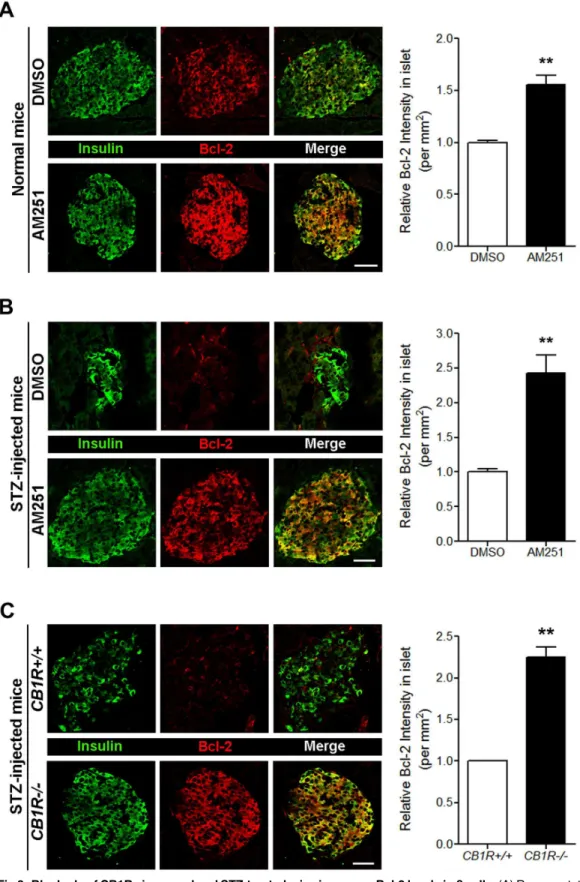 Fig 3. Blockade of CB1Rs in normal and STZ-treated mice increases Bcl-2 levels in β cells