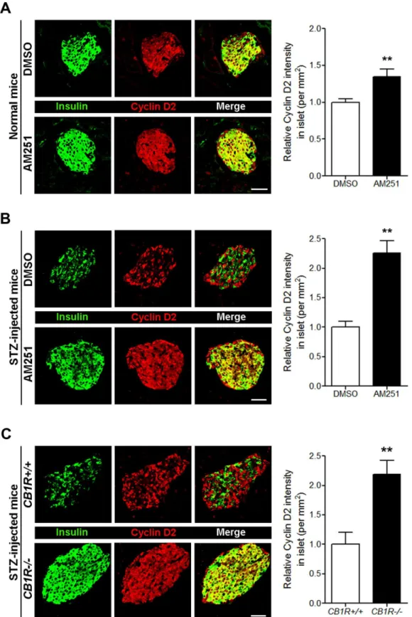 Fig 4. Blockade of CB1Rs in normal and STZ-treated mice increases cyclin D2 levels in β cells