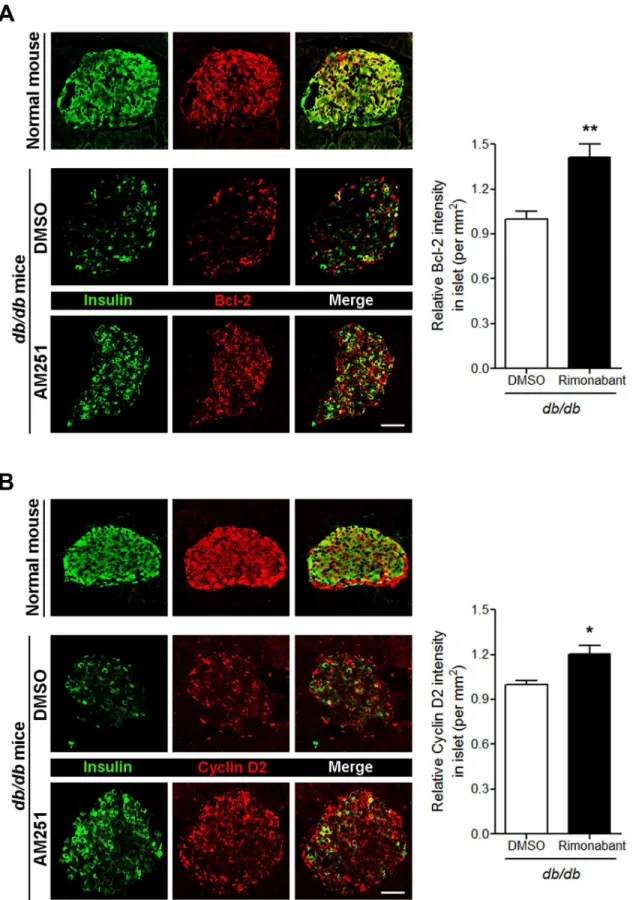 Fig 5. Blockade of CB1Rs in db/db mice increases Bcl-2 and cyclin D2 levels in β cells