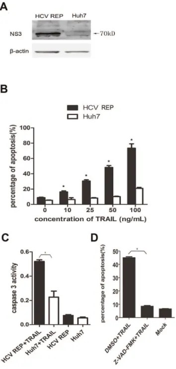 Figure 1. HCV replicon sensitizes host cells to TRAIL-induced and caspase-dependent apoptosis