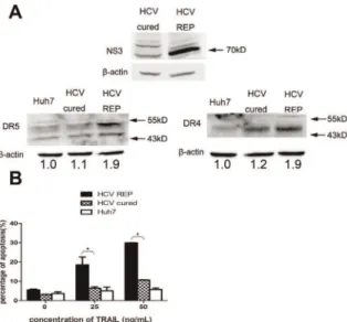 Figure 4. JFH-1 infection up-regulates the expression of DR4 and DR5. (A) Western blot analysis was performed to measure the expression of DR4 and DR5 in Huh7.5.1 cells infected with JFH-1 1, 2, 3 days post-infection (MOI 0.02)