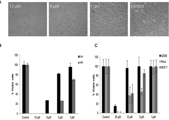 Figure 2 - In vitro effects of FTY720 on murine melanoma and human tumor cell lines. A) B16F10-Nex2 morphological alterations, after treatment with 1, 6, and 12 mM FTY720, were analyzed by light microscopy after 24 h