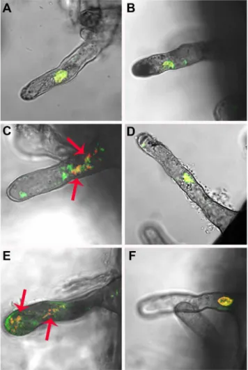 Figure 3. Ced-9 expression ameliorates root hairs death- death-inducing conditions effects