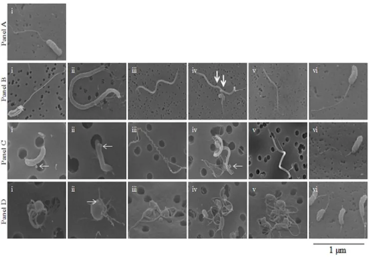 Figure S1) exhibited much more prominent response to phosphate (Figures 4B and figures S3 A, B, C)