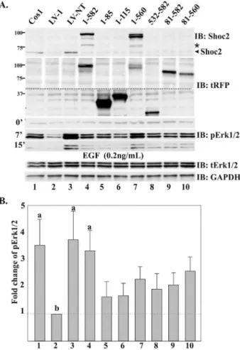 Figure 7. Wild-type Shoc2 and Shoc2 truncated mutants do not have a dominant-interfering effect in Cos-NT cells A , Cos1 cells were transiently transfected with full-length Shoc2-tRFP or Shoc2-tRFP truncated mutants