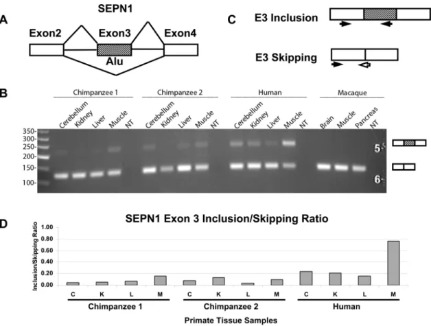 Figure 4. Most Alu exons with substantial transcript inclusion levels are derived from ancient Alu elements in the human genome