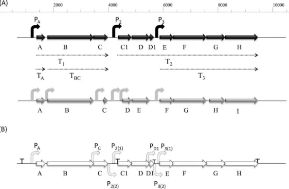 Figure 1. (A) Schematic representation of the as-48 (black) and bac21 (grey) gene clusters